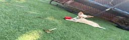 Chihuahua cani in vendita: Vendesi a Città Metropolitana di Torino - Annuncio 8