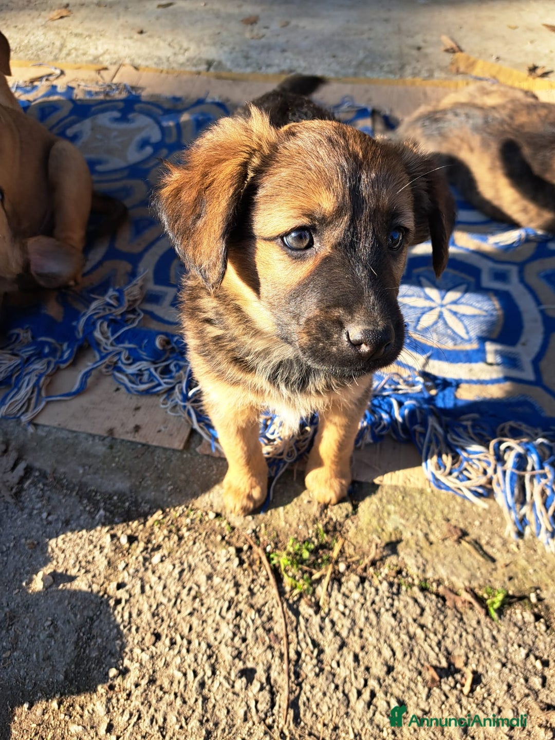 Meticcio cani in regalo: Si regalano i cagnolini  - Annuncio 7