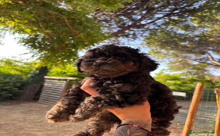 Barboncino Toy cani a Provincia di Pescara - Annuncio 1