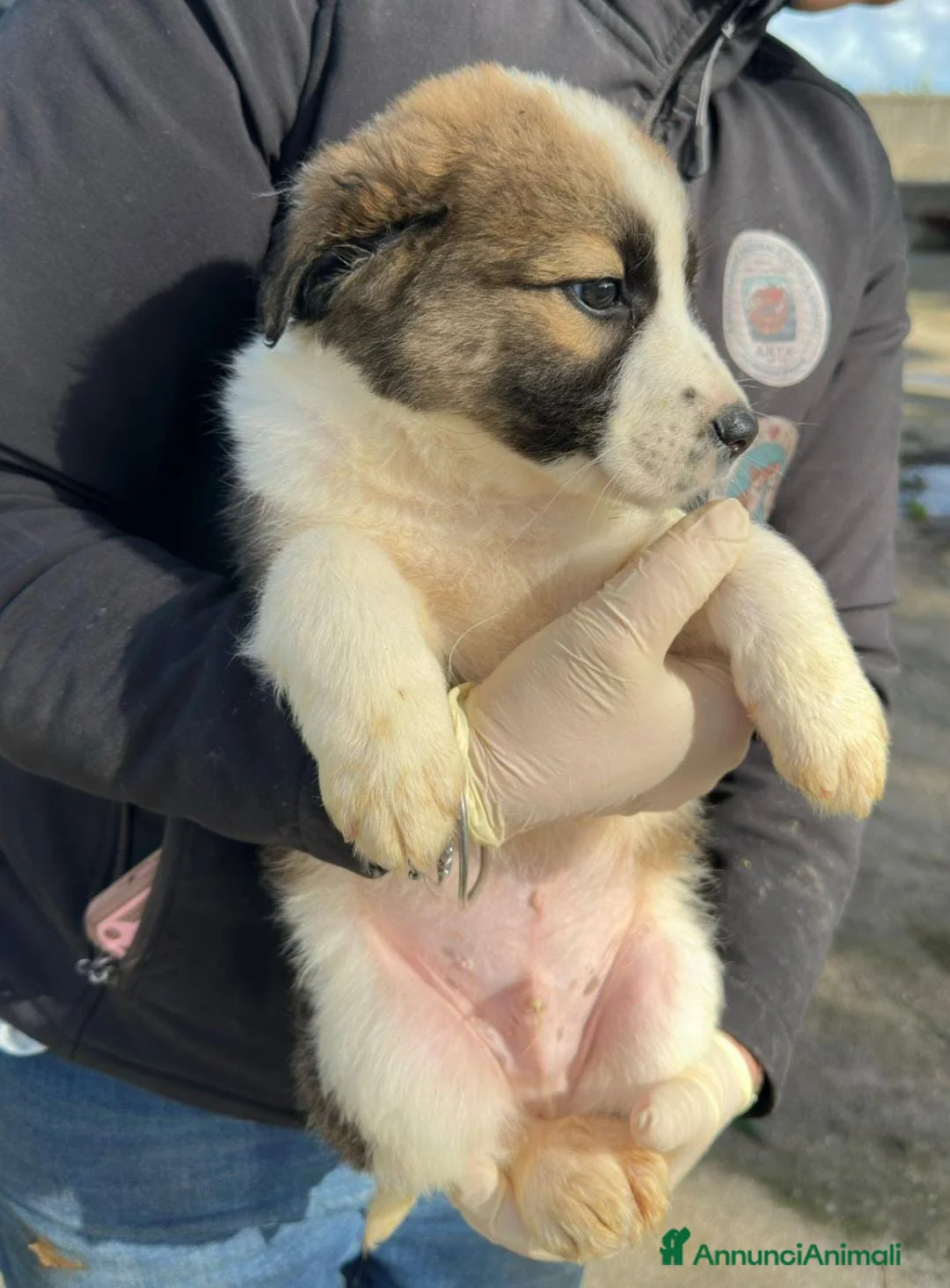 Meticcio cani in regalo: NOCE💙-cucciolo futura taglia media cerca casa 🏡  - Annuncio 3