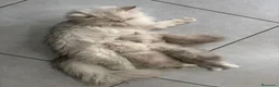 Persiano gatti in vendita: Gattini cuccioli persiano  - Annuncio 2