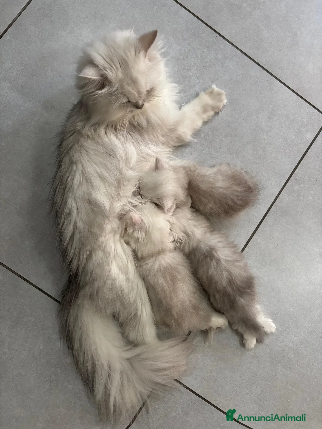 Persiano gatti in vendita: Gattini cuccioli persiano  - Annuncio 2