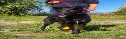 Meticcio cani in regalo: Alex  a Provincia di Bergamo - Annuncio 3