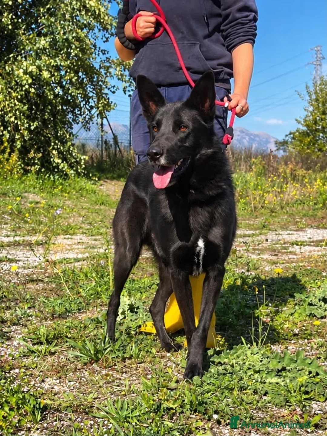 Meticcio cani in regalo: Alex  a Provincia di Bergamo - Annuncio 3