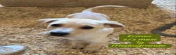 Meticcio cani in regalo: Trovatelli cercano urgentemente casa  a Provincia di Monza e della Brianza - Annuncio 4