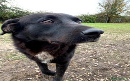 Meticcio cani in regalo: Mango a Provincia di Treviso - Immagine 10
