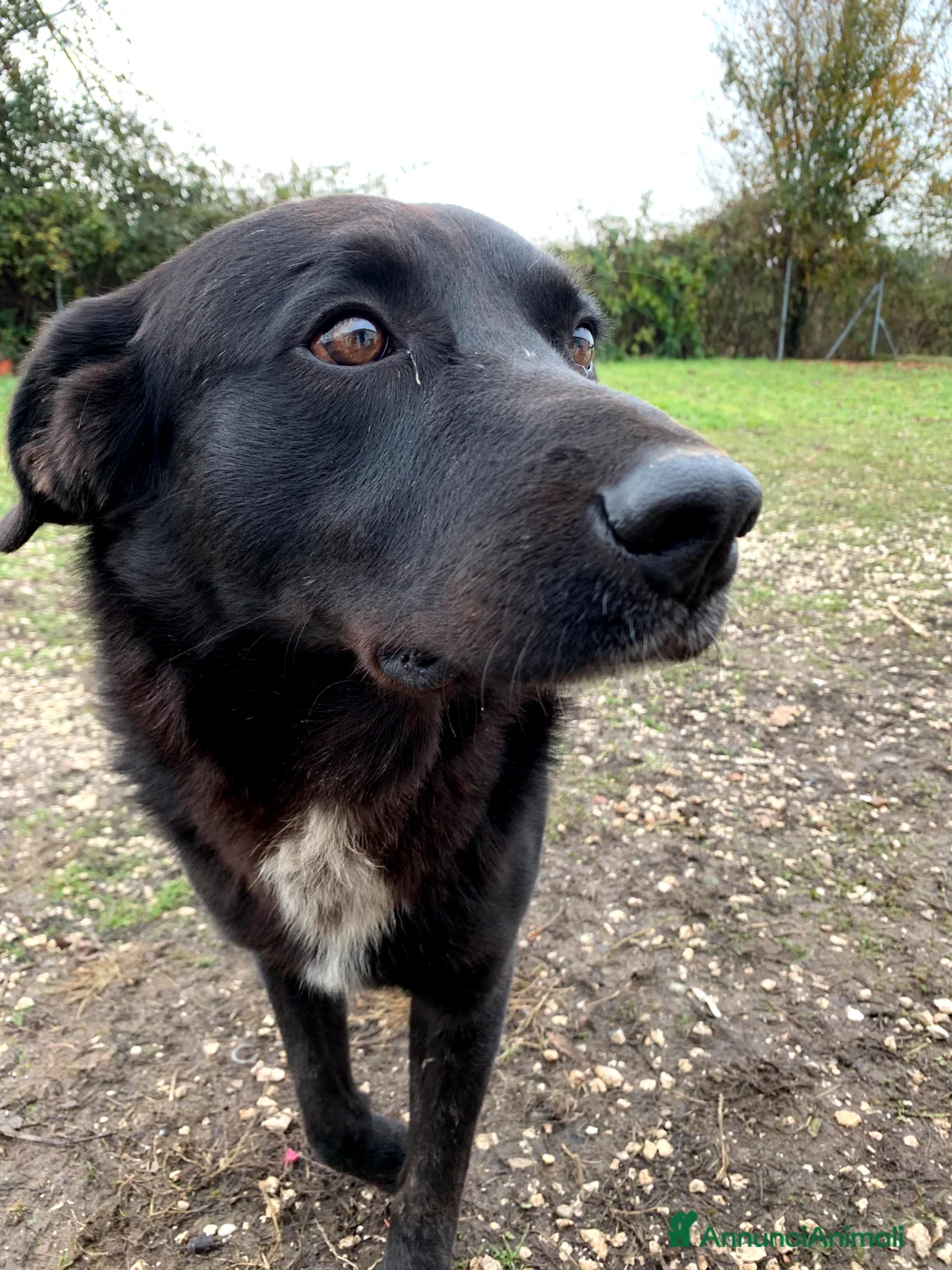 Meticcio cani in regalo: Mango a Provincia di Treviso - Annuncio 10