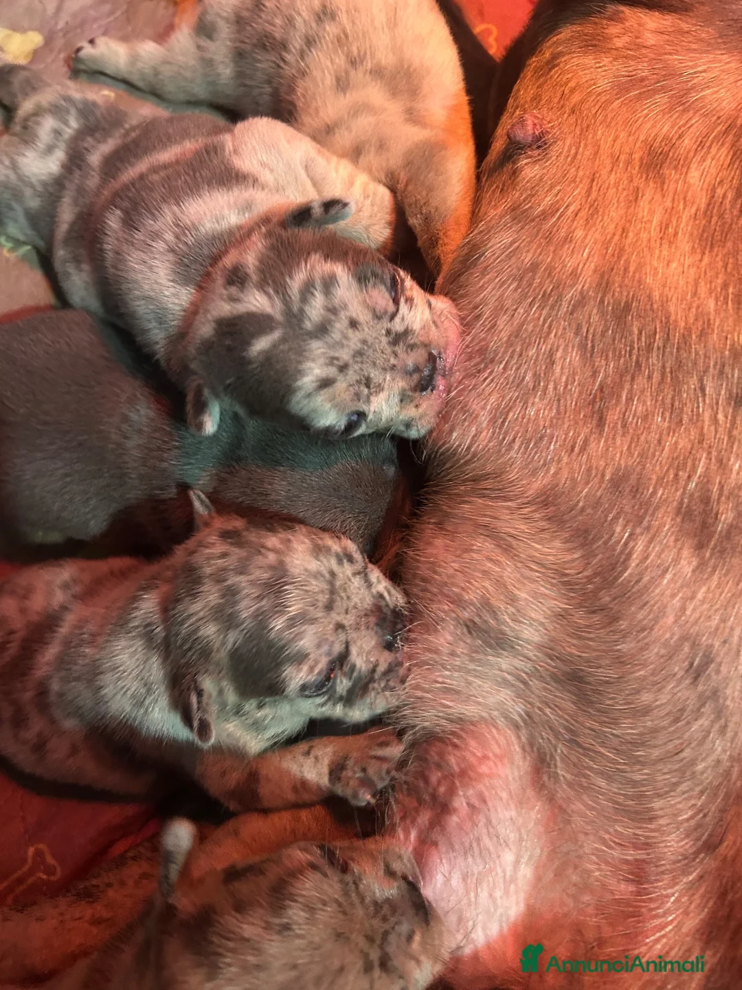 Bulldog Francese cani in vendita: Cuccioli di bulldog francese - Annuncio 2