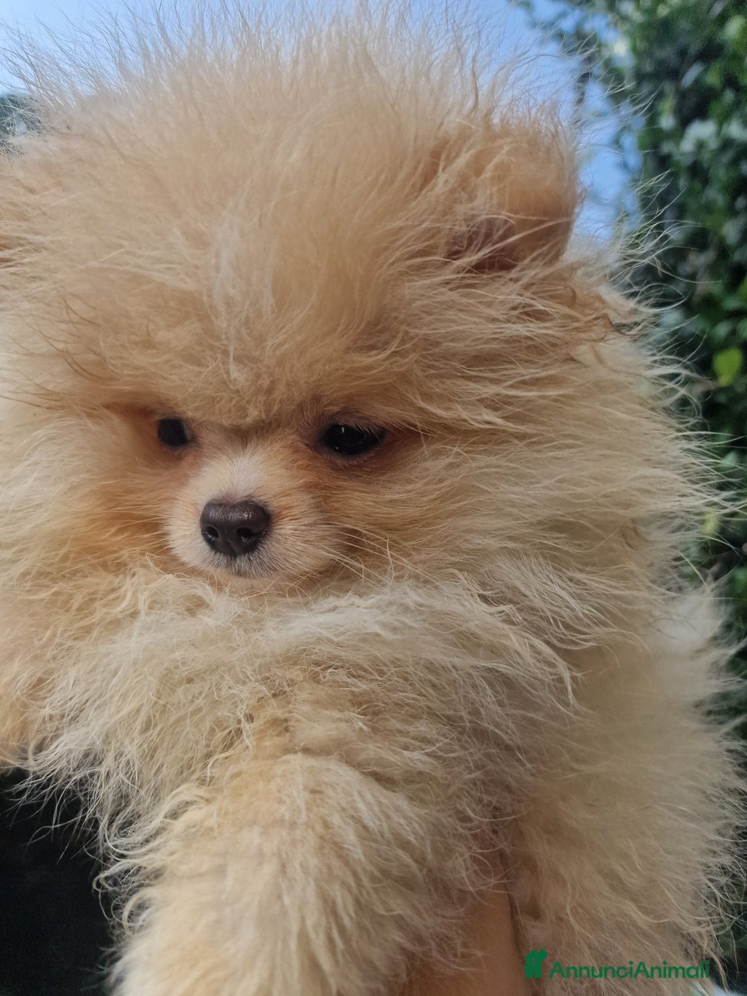 Volpino Pomerania cani in vendita: Due maschietti disponibili  - Annuncio 7