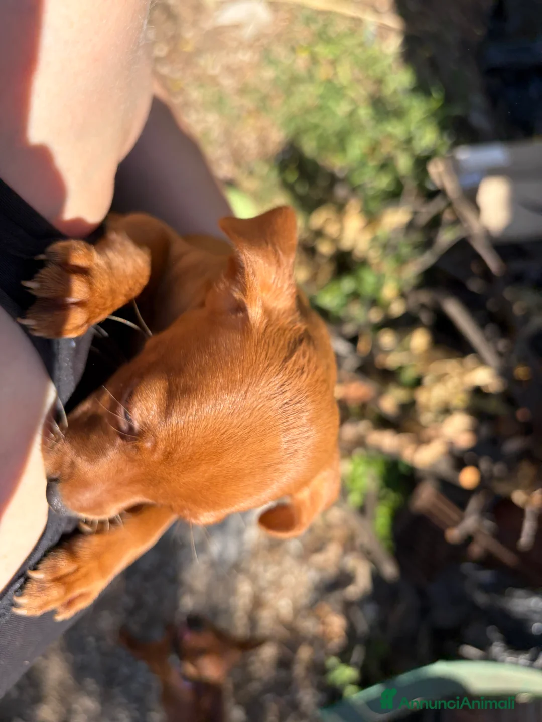 Pinscher Miniatura cani in vendita: Cuccioli di Pinscher  - Annuncio 2