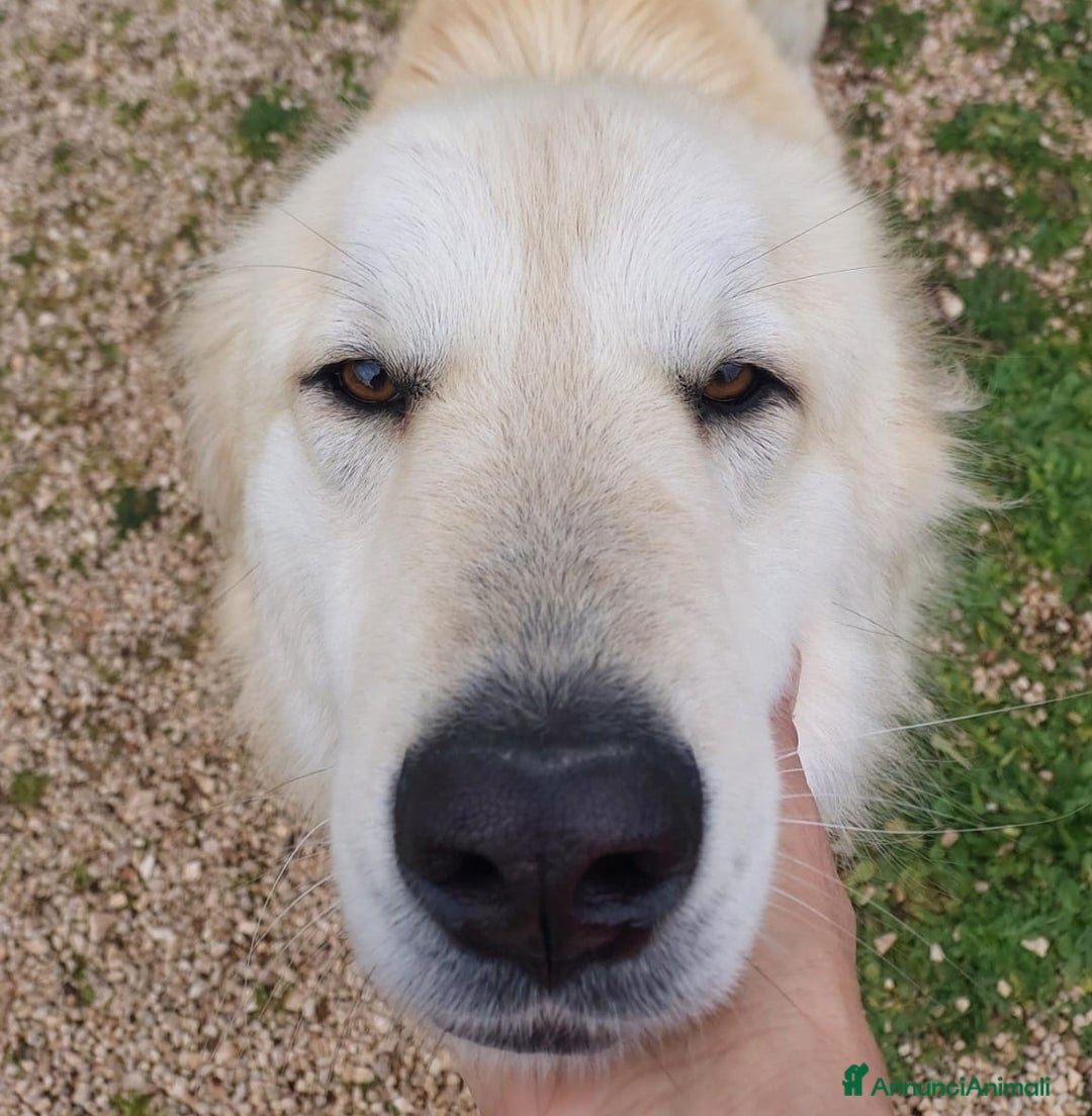 Meticcio cani in regalo: Patrick, il capolavoro! a Città Metropolitana di Bari - Immagine 10
