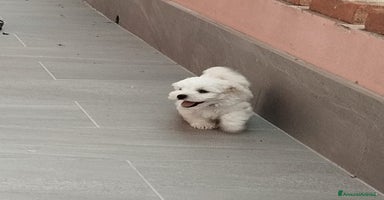 Maltese cani - Annuncio 14