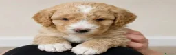 Meticcio cani in vendita: 2 adorabili cuccioli di Cavapoo - Annuncio 4