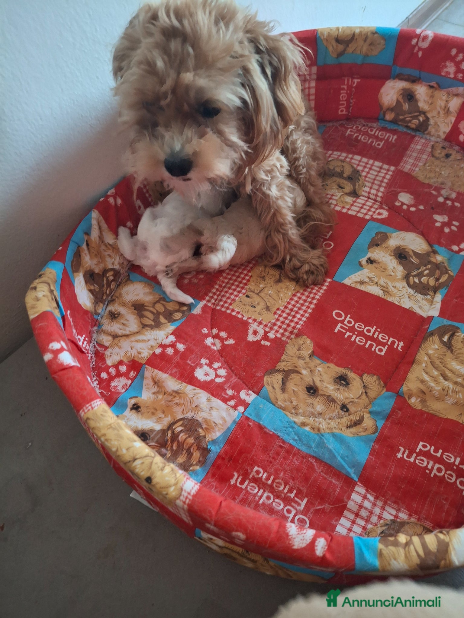 Maltipoo cani Cuccioli di Maltipoo - Annuncio 1