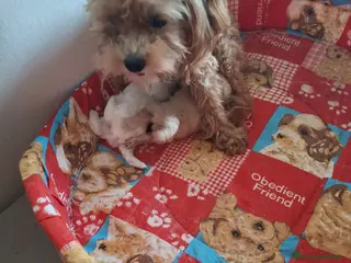 Maltipoo cani Cuccioli di Maltipoo - Annuncio 1