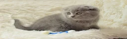 Scottish gatti in vendita: Scottish fold e straight con pedigree - Annuncio 17
