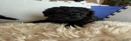 Barboncino cani in vendita: Barboncini nani - Annuncio 4