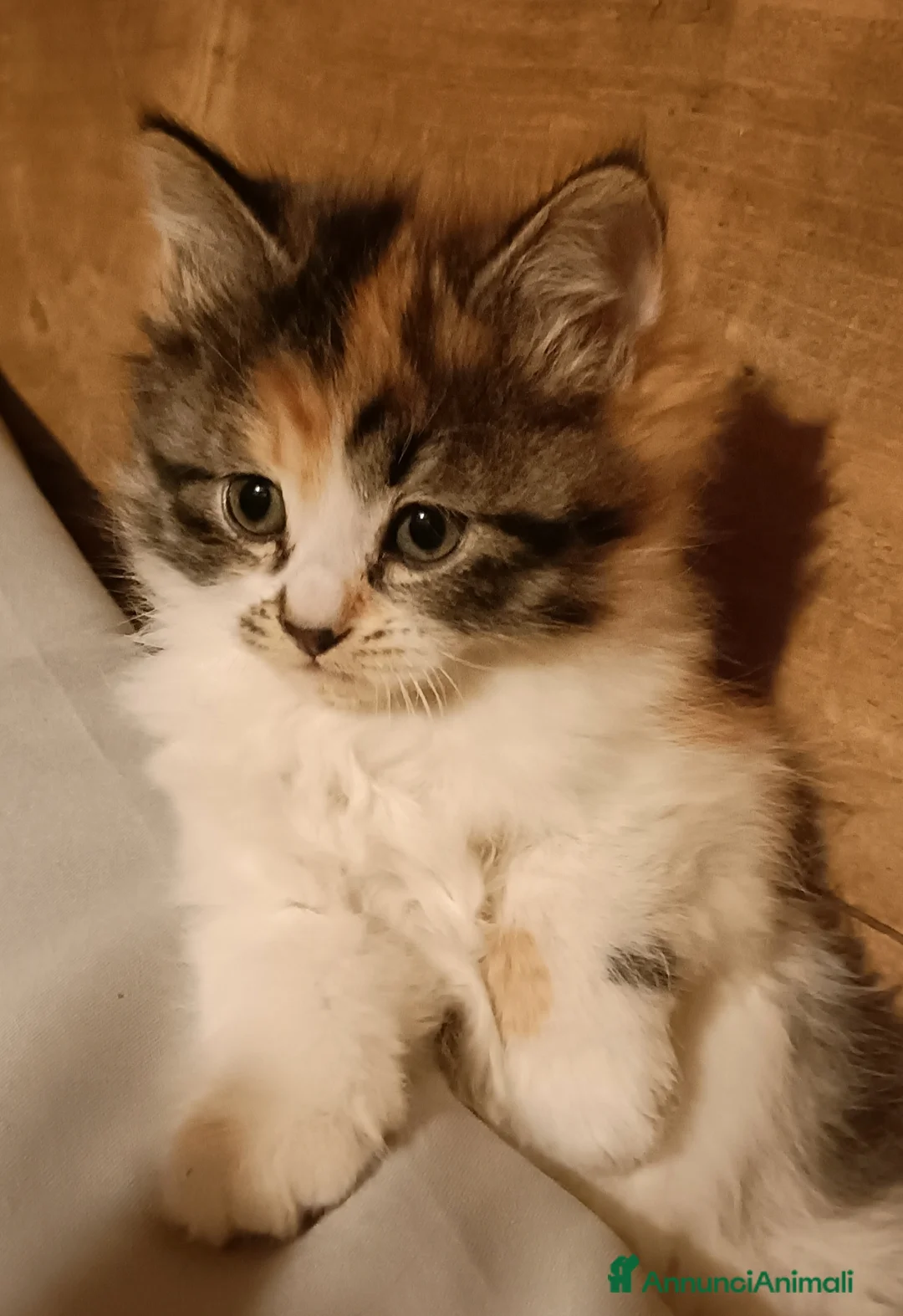 Siberiano gatti in vendita: Cuccioli di siberiani  - Annuncio 4