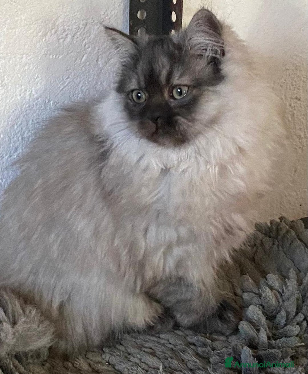 Persiano gatti in vendita: Cucciolo di persiani normotipo MASCHIO  - Annuncio 11