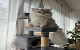 Scottish gatti per accoppiamento: Scottish Straight per accoppiamento  a Provincia di Varese - Immagine 8