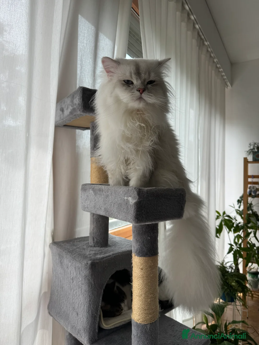 Scottish gatti per accoppiamento: Scottish Straight per accoppiamento  a Provincia di Varese - Annuncio 8