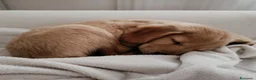 Golden Retriever cani in vendita: Disponibile cucciola di Golden retriever  - Annuncio 3