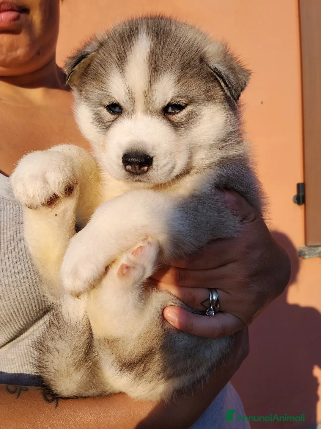 Husky cani in vendita: Cucciolo Siberian Husky  - Annuncio 2