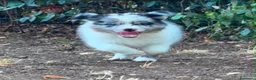 Border Collie cani in vendita: CUCCIOLI BORDER COLLIE CON PEDIGREE a Città Metropolitana di Firenze - Annuncio 3