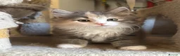 Siberiano gatti in vendita: Freya, bellissima gattina siberiana - Annuncio 9