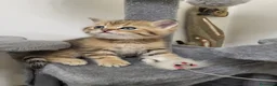 British gatti in vendita: Gattini british - Annuncio 3