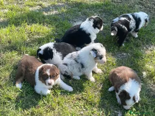 Australian Shepherd cani Cuccioli Pastore Australiano - Annuncio 1