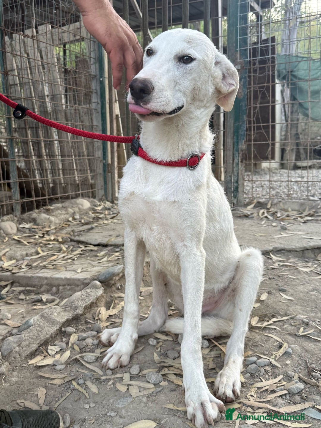 Meticcio cani in regalo: RINGO  a Provincia di Crotone - Annuncio 5