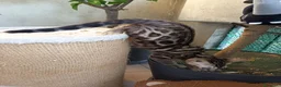 Bengala gatti in vendita: laun splendore cucciola Bengala 🥰  - Annuncio 23