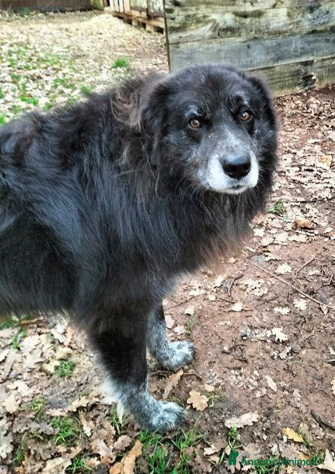 Meticcio cani in regalo: LUPO dolcissimo pastore! - Annuncio 5