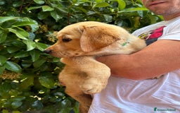 Labrador cani in vendita: Labrador miele  - Immagine 8
