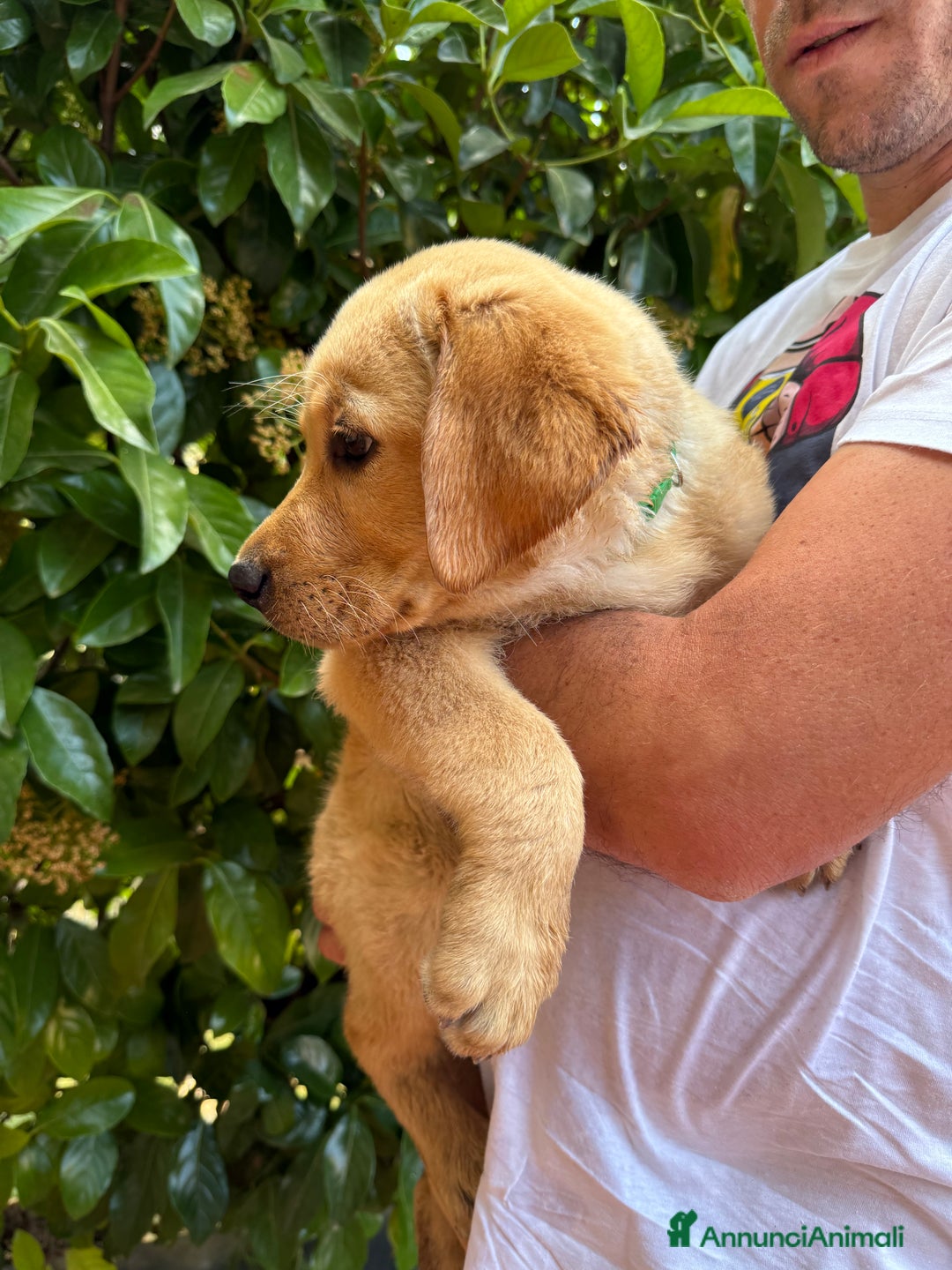 Labrador cani in vendita: Labrador miele  - Immagine 8