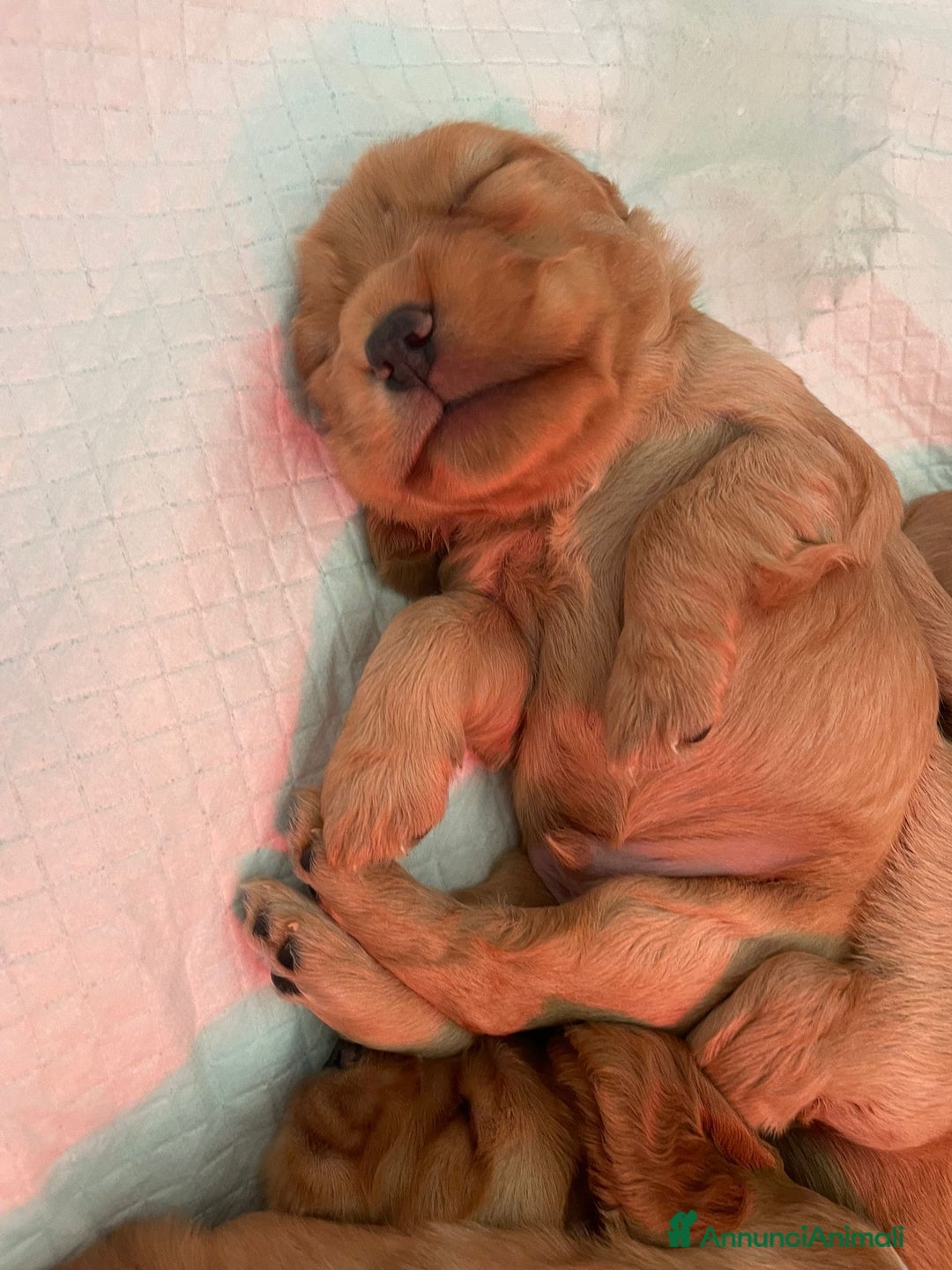 Cocker cani in vendita: Dolcissimi cuccioli di Cocker Spaniel Inglese - Annuncio 4