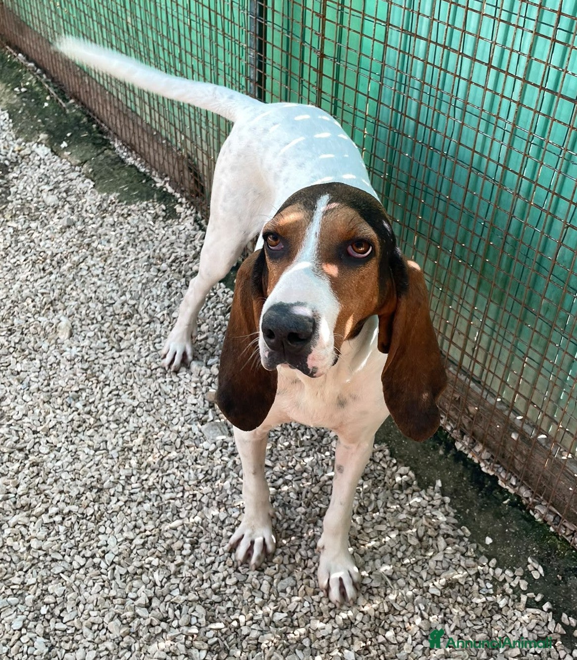 Segugio cani MAMMA E FIGLIA - Annuncio 5