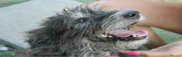 Meticcio cani in regalo: DOLCE CHERY IN REGALO - Annuncio 3