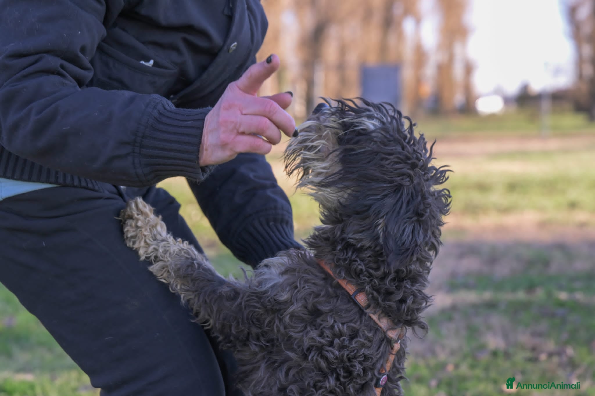 Mini Schnauzer cani FUOCO, vivace schnauzer nano in adozione - Annuncio 1