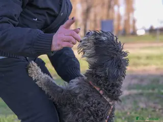 Mini Schnauzer cani in regalo: FUOCO, vivace schnauzer nano in adozione - Annuncio 1