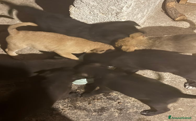 Labrador cani - Annuncio 11