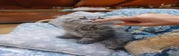 Siberiano gatti in vendita: Bellissimo cucciolo siberiano a Città Metropolitana di Bologna - Annuncio 7