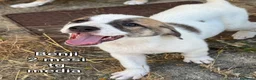 Meticcio cani in regalo: CUCCIOLI BISOGNOSI: URGENTI ADOZIONI  a Città Metropolitana di Torino - Annuncio 10