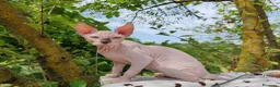 Sphynx gatti in vendita: Disponibili splendidi cuccioli di Sphynx ✨ - Annuncio 13