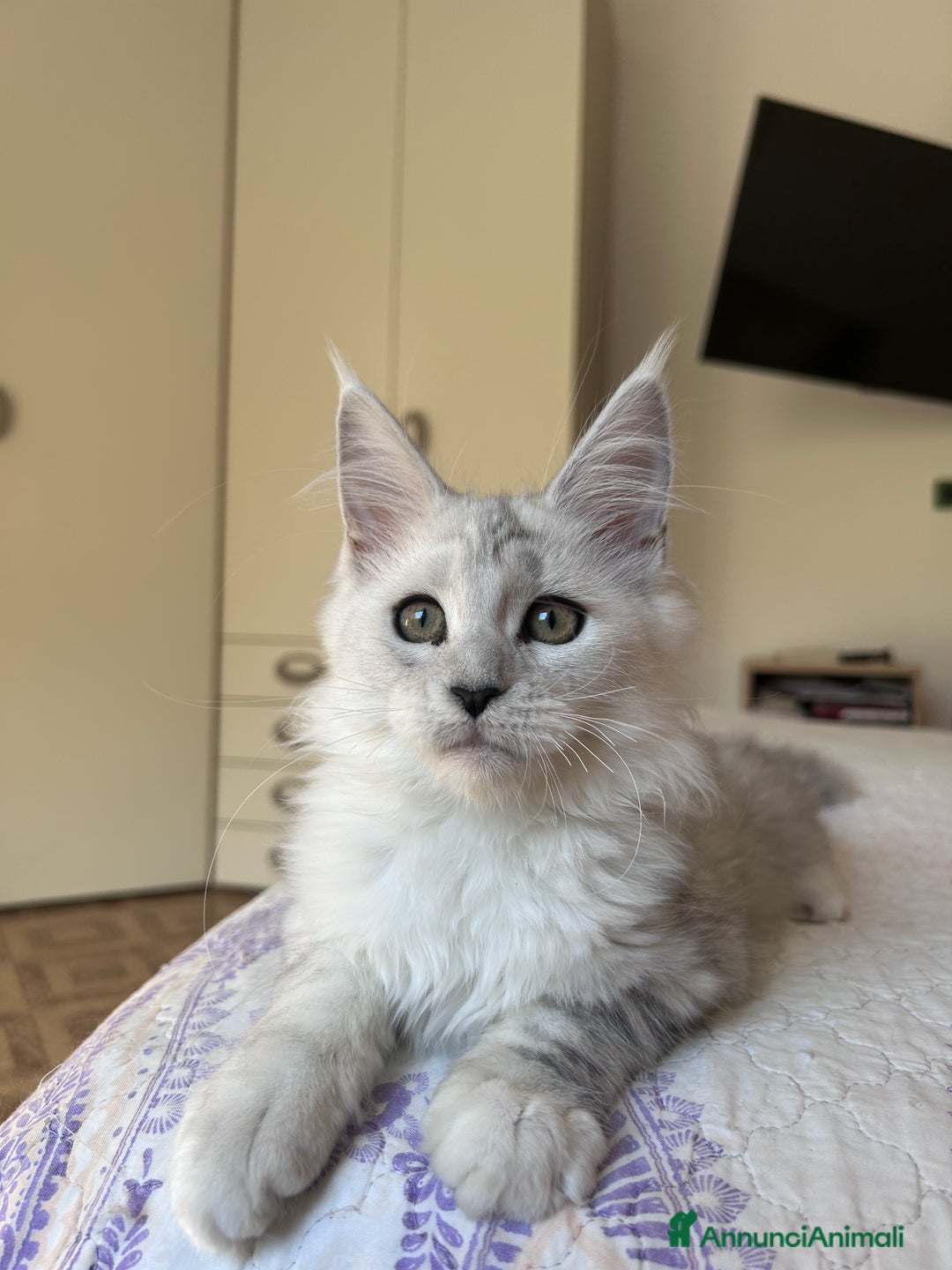 Maine Coon gatti in vendita: Maine Coon femmina ped. Anfi - Annuncio 7