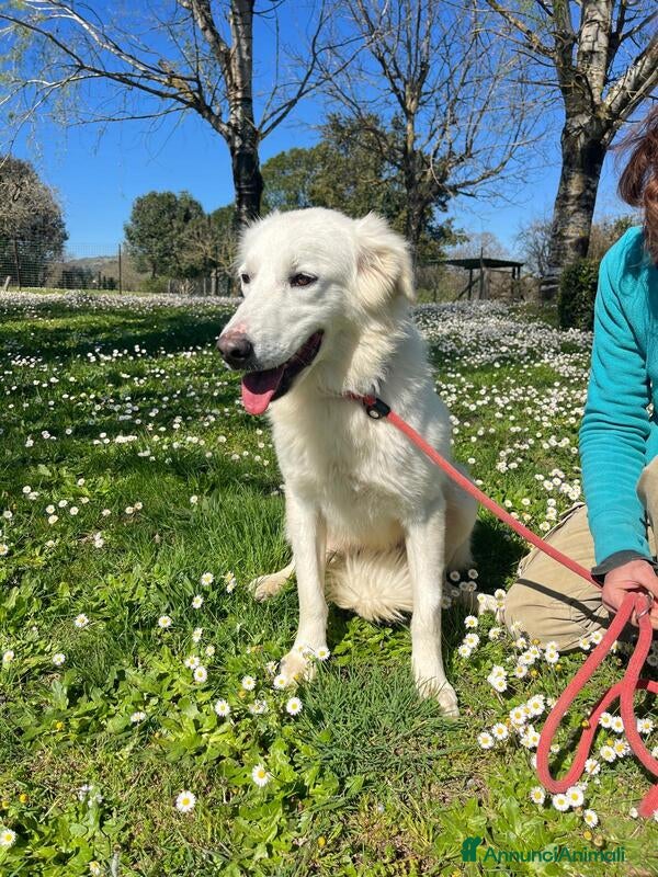 Meticcio cani in regalo: MARY ABBANDONATA COME SPAZZATURA CERCA CASA - Annuncio 2