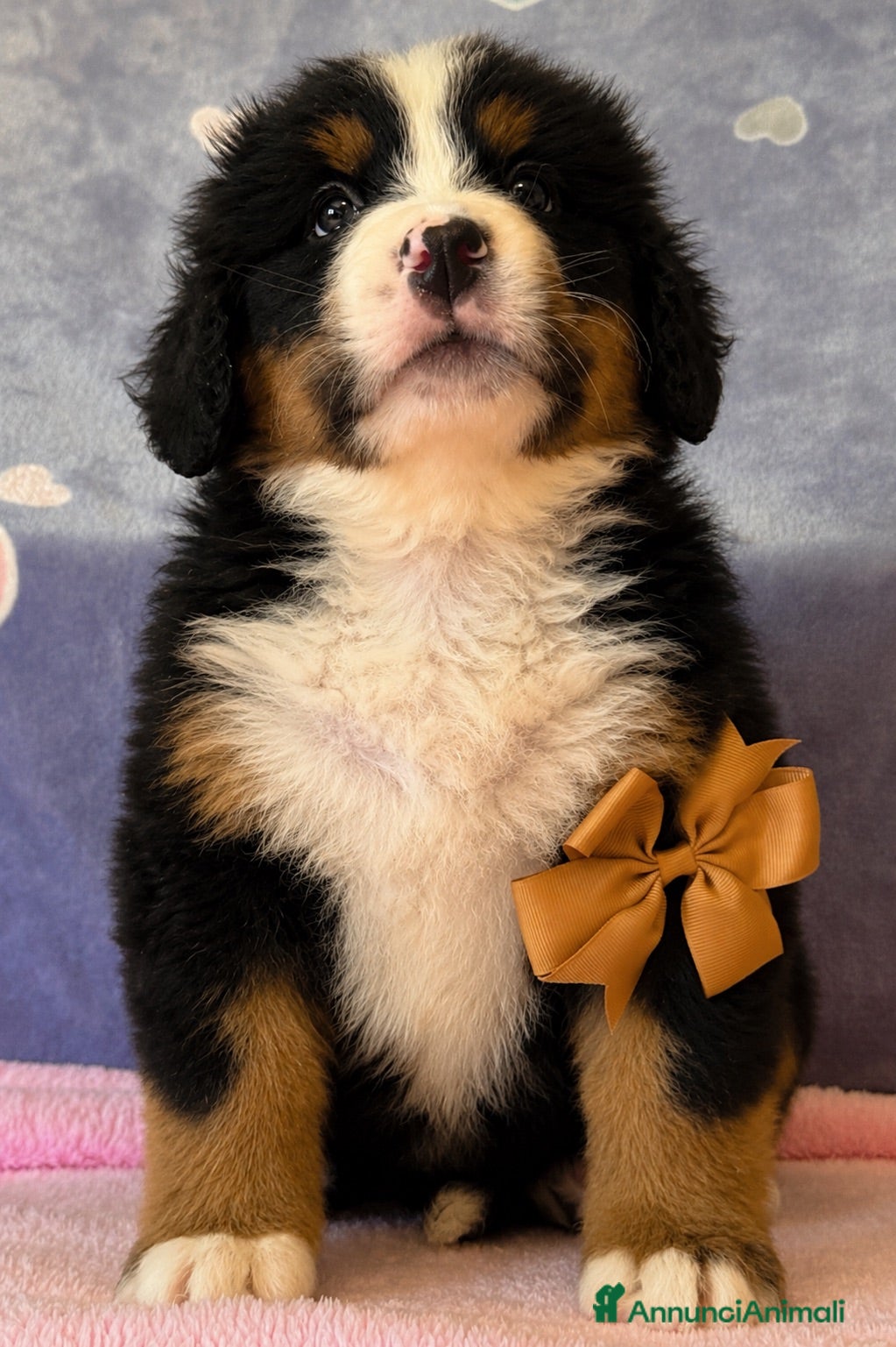 Bovaro del Bernese cani Ultimo maschio disponibile Bovaro del Bernese - Annuncio 2