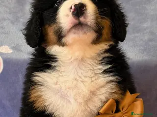 Bovaro del Bernese cani Ultimo maschio disponibile Bovaro del Bernese - Annuncio 2