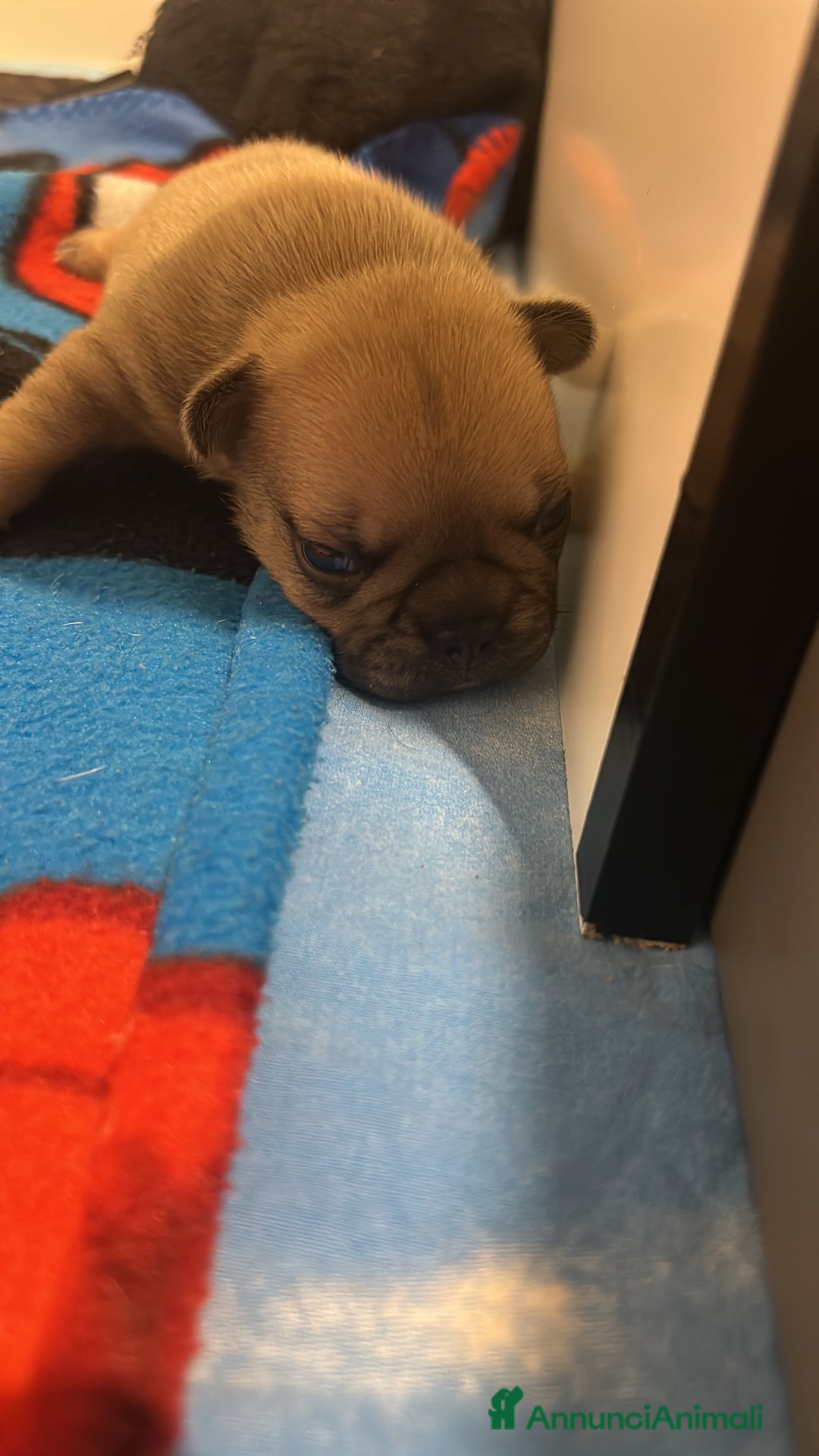 Bulldog Francese cani in vendita: Tre cuccioli bulldog maschi - Annuncio 11